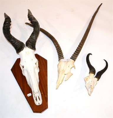 Lot 37 - Red Hartebeest (Alcelaphus caama), horns on upper skull, on oak shield; Gemsbok Oryx (Oryx...