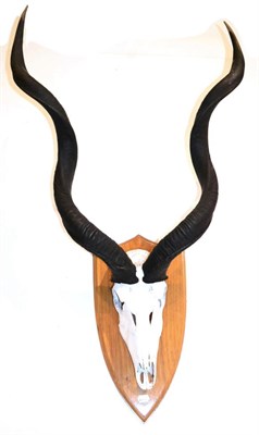 Lot 38 - Greater Kudu (Tragelaphus strepsiceros), modern, horns on painted part upper skull on oak...