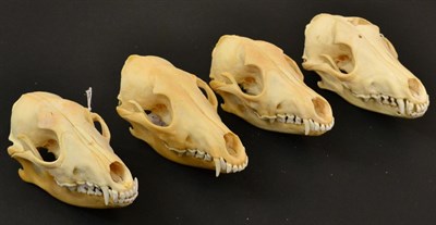 Lot 43 - Black-Backed Jackal (Canis mesomelas), modern skulls, four full prepared skulls with fixed jaw,...