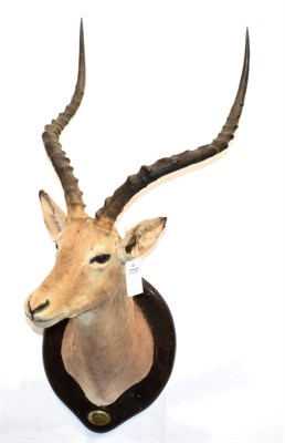 Lot 44 - Common Impala (Aepyceros melampus), circa 1998, shoulder mount with head turning to the right, on a