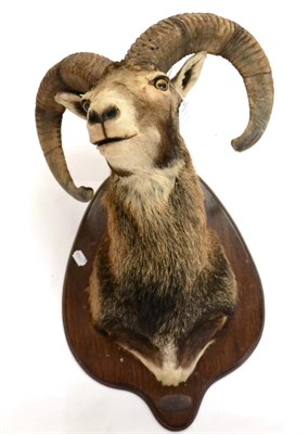 Lot 45 - Mouflon (Ovis orientalis), circa 1997, shoulder mount with head turning to the right, on oak shield