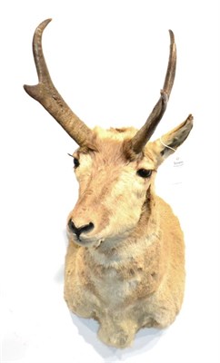 Lot 46 - Pronghorn (Antilocapra americana), circa late 20th century, shoulder mount turning slightly to...