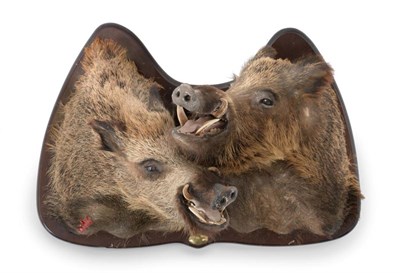 Lot 47 - European Wild Boar (Sus scrofa), circa late 20th century, pair of shoulder mounts in fighting...