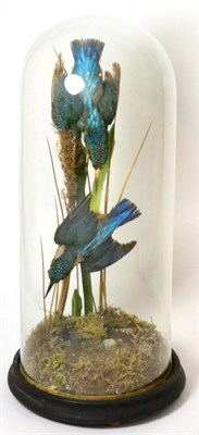 Lot 50 - Kingfisher (Alcedo atthis), circa 1920, a pair enclosed under a tall glass dome, both birds in...