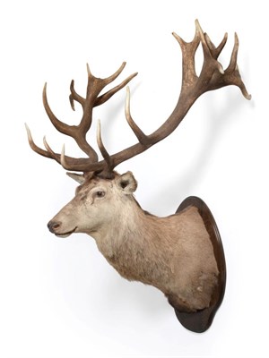 Lot 52 - Scottish Red Deer (Cervus elaphus), circa late 20th century, of huge proportions, mounted on a...