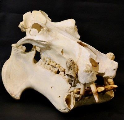 Lot 53 - Hippopotamus (Hippopotamus amphibius), circa 1970, full bleached prepared skull with tusks,...