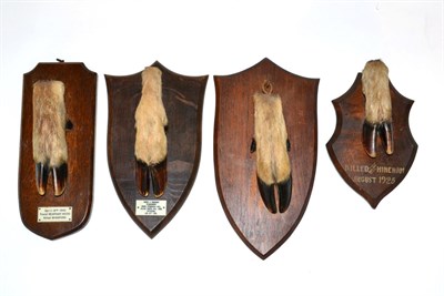 Lot 57 - Four Red Deer Slots (Cervus elaphus), all mounted onto shaped oak shields, two with ivorine...