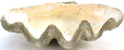 Lot 58 - Giant Clam (Tridacna gigas), circa 1930, one half shell,&nbsp;size 86cm across, 54cm deep