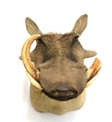 Lot 60 - Desert Warthog (Phacochoerus aethiopicus), modern, shoulder mount looking straight ahead, 61cm from