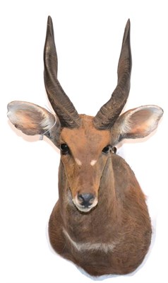 Lot 61 - Western Bushbuck (Tragelaphus scriptus), modern shoulder mount with head turning slightly to...