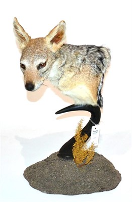 Lot 65 - Black-Backed Jackal (Canis mesomelas), modern, shoulder mount, mounted on a Wildebeest horn,...