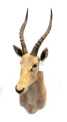 Lot 66 - Blesbok (Damaliscus pygargus phillipsi), modern, white shoulder mount with head turning slightly to