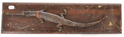 Lot 69 - Gharial (Gavialis gangeticus), circa early 20th century, juvenile full mount attached to a mahogany