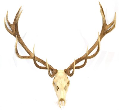 Lot 77 - Hungarian Red Deer (Cervus elaphus), late 20th century, antlers on full upper skull, 14 points...