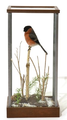 Lot 78 - Bullfinch (Pyrrhula pyrrhula), circa 2009, male perched upon a small branch protruding from a...