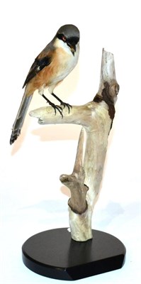 Lot 79 - Red-Backed Shrike (Lanius collurio), male, full mount, perched upon a branch attached to an...