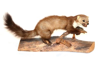 Lot 81 - Pine Marten (Martes martes), full mount with head turning to the right, stood upon a split log with