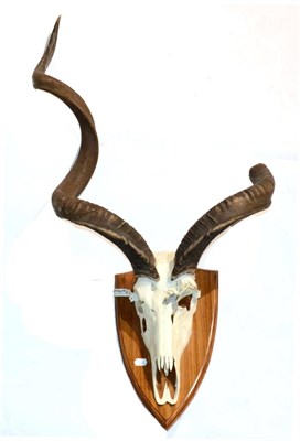 Lot 83 - Greater Kudu (Tragelaphus strepsiceros), circa late 20th century, horns on part upper skull...