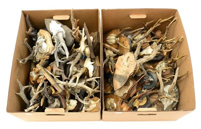 Lot 84 - Roe Deer (Capreolus capreolus), approximately 50 sets of antlers on cut frontlets, mounted on...