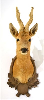 Lot 85 - Roe Deer (Capreolus capreolus), shoulder mount looking straight ahead, with velvet covered antlers