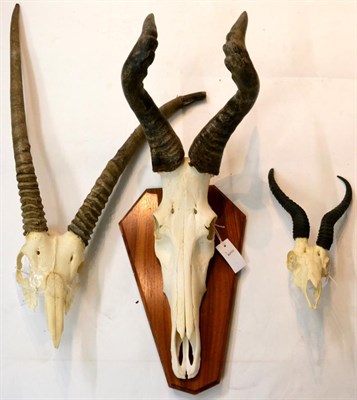 Lot 86 - Red Hartebeest (Alcelaphus caama), horns on part upper skull, on oak shield, Gemsbok Oryx (Oryx...