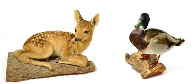 Lot 87 - Fallow Deer Fawn (Dama dama), full mount in recumbent position with head turning to the right, upon