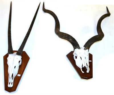 Lot 88 - Greater Kudu (Tragelaphus strepsiceros), modern, horns on part upper skull on oak shield, tip...