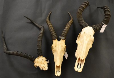 Lot 89 - Red Hartebeest (Alcelaphus caama), horns on upper skull; Common Impala (Aepyceros malampus),...