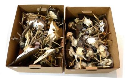 Lot 91 - Roe Deer (Capreolus capreolus), approximately 50 sets of antlers on cut frontlets, mounted on...