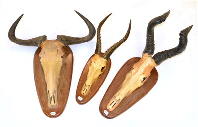 Lot 93 - Blue Wildebeest (Connochaetes taurinus), horns on cut upper skull on oak shield; Red Hartebeest...