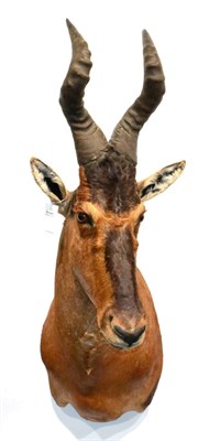 Lot 94 - Hartebeest (Alcelaphus caama), circa 2006, taken near Upington, Kalahari, South Africa,...