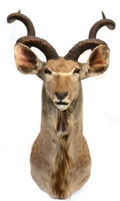 Lot 95 - Greater Kudu (Strepsiceros strepsiceros), circa 2003, taken near Xomaqua, Limpopo, South...