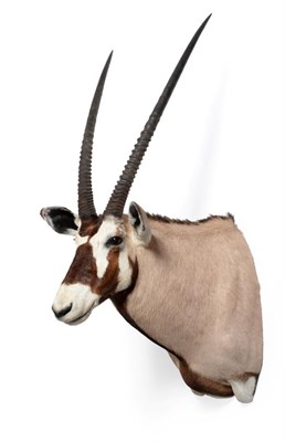 Lot 96 - Kalahari Gemsbok Oryx (Oryx gazella gazella), circa 2006, taken near Upington, Kalahari, South...