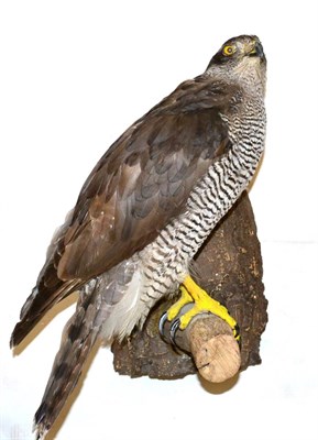 Lot 98 - Goshawk (Accipiter gentilis), circa 2015, female full mount, perched upon a tree branch...