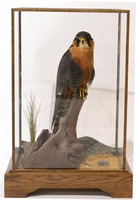 Lot 100 - Aplomado Falcon (Falco femoralis), modern, by A J Armitstead, full mount male, perched upon a...