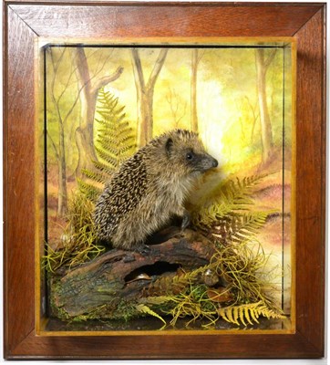 Lot 102 - Hedgehog (Erinaceinae), circa 2015, by A J Armitstead, full mount, stood with front foot raised...