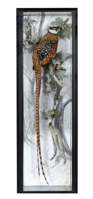 Lot 103 - Reeves Pheasant (Syrmaticus reevesii), circa 2015, by A J Armitstead, full mount, perched upon...