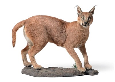 Lot 104 - African Caracal (Caracal caracal), modern, full mount with head turning to the right, mounted...