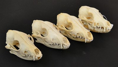 Lot 106 - Black-Backed Jackal (Canis mesomelas), modern skulls, four full prepared skulls with fixed jaw,...