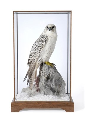 Lot 107 - Gyr Falcon (Falco rusticolus), modern, by A J Armitstead, full mount female, perched upon a...