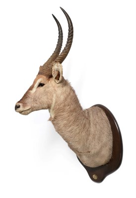 Lot 108 - Defassa Waterbuck (Kobus defassa), circa 1998, large shoulder mount turning to the right, on a...