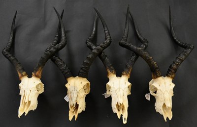 Lot 111 - Common Impala (Aepyceros malampus), modern horns on upper skulls, four examples with hanging...