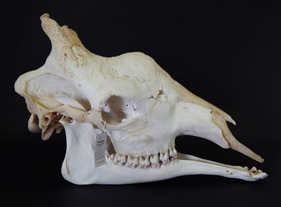 Lot 112 - Bull Giraffe (Camelopardalis reticulata), complete prepared full skull, 66cm long, height 41cm,...