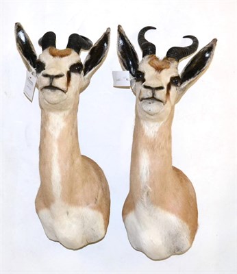 Lot 113 - Springbok (Antidorcas marsupialis), modern, shoulder mount with head turning to the left 39cm...