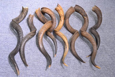 Lot 116 - Greater Kudu (Tragelaphus strepsiceros), modern, eight horns (not necessarily matching)