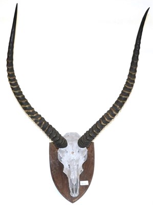 Lot 118 - Red Lechwe (Kobus leche leche), circa 1940, by J.R.IVY (PTY) LTD High Art Taxidermists...