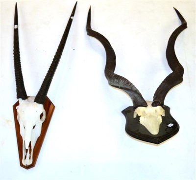 Lot 119 - Greater Kudu (Tragelaphus strepsiceros), modern, horns on part upper skull, on oak shield, tip...