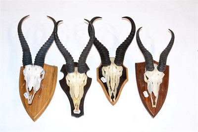 Lot 120 - Springbok (Antidorcas marsupialis), four sets of horns on part upper skulls, all on various shields