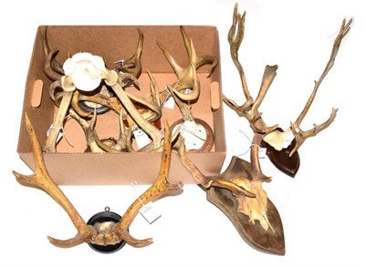 Lot 121 - White-Tailed Deer (Odocoileus virginianus), four sets of antlers on cut frontlets, on various...