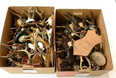 Lot 122 - Roe Deer (Capreolus capreolus), approximately 50 sets of antlers on cut frontlets, mounted on...